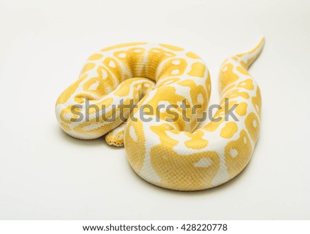 ball python protect the head