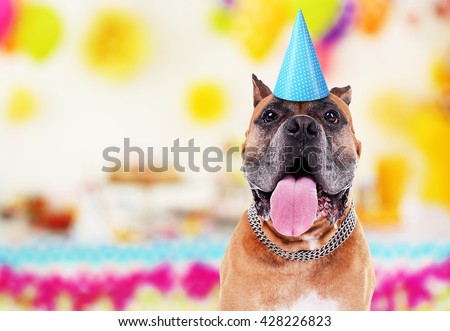 Funny cute dog celebrating his birthday party