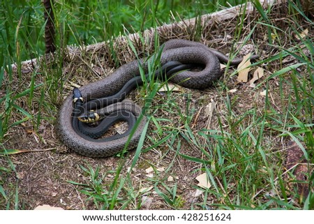 Grass snakes. (Natrix natrix)