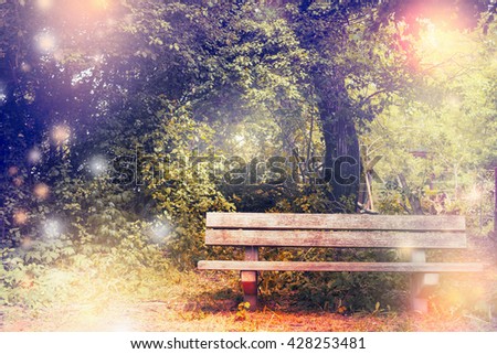 Old bench in the park or garden. Outdoor Nature background