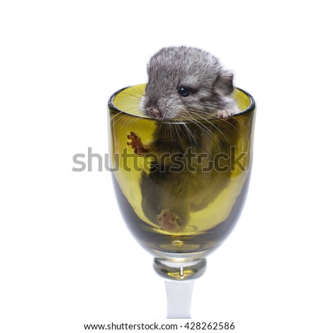 Cute chinchilla baby in glass