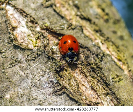 Red ladybug on the tree. With the coloring in the shape of a heart
