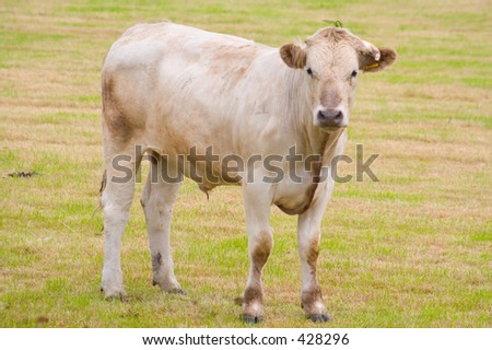 A young bull stares belligerently at the camera