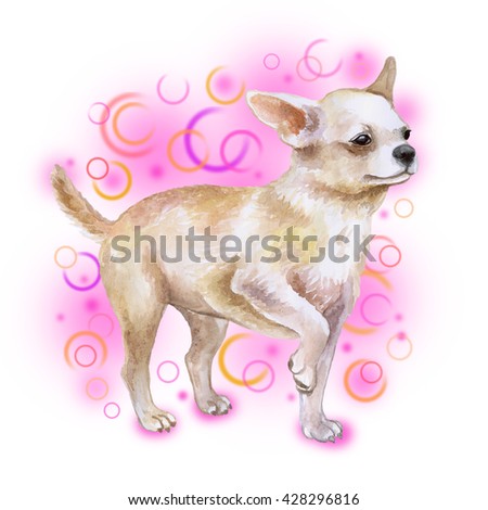 Watercolor closeup portrait of chihuahua dog isolated on pink background. funny dog posing on dog show. Hand drawn sweet home pet. Popular toy smallest dog. Greeting card design clip art illustration