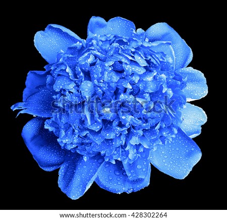 Surreal wet blue peony flower macro isolated on black