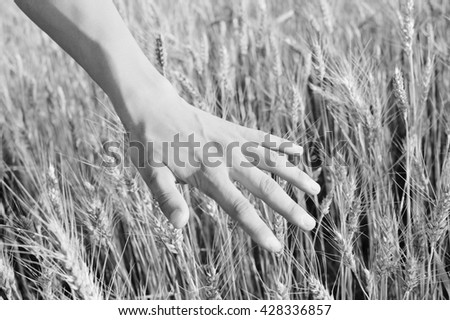 Black and white photography of closeup on hand in wheat field on summer day outdoors background