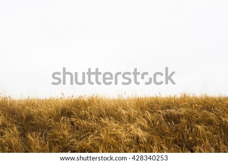 Tall yellow wild grass against an isolated white sky / background. Royalty-Free Stock Photo #428340253
