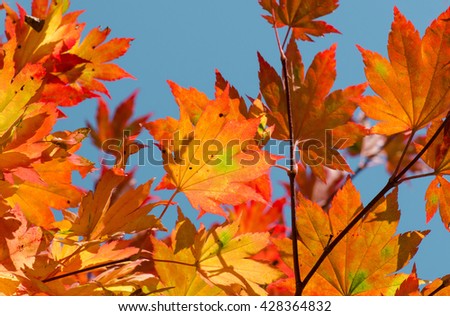 Autumnal leaves, red and yellow maple foliage against blue sky, autumn, maple, autumn maple tree, golden fall
