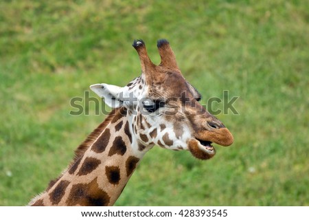 giraffe african mammal head with grass background