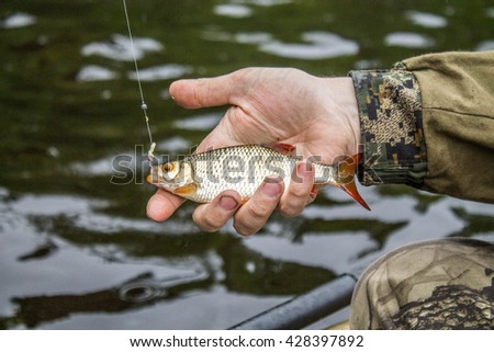 fish roach in the hand of angler at shore
