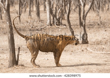 This is a picture of the Indian tiger which marked his area. It is an excellent illustration in the soft light which show wild life.