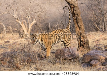 This is a picture of the Indian tiger which marked his area. It is an excellent illustration in the soft light which show wild life.