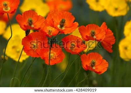 Poppies on meadow closeup
