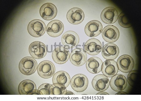 Picture of zebra fish embryo under microscope field