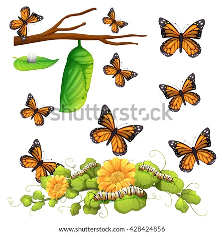 Different stages of butterfly illustration