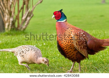 Male pheasant admiring pecking female Royalty-Free Stock Photo #42843088