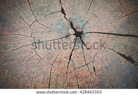 Wood surface texture.Heartwood.Wood slice texture. vintage old wood texture backgrounds