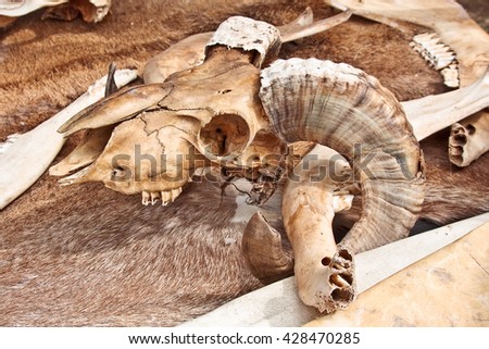 Profile ram skull lying on the fur background.
