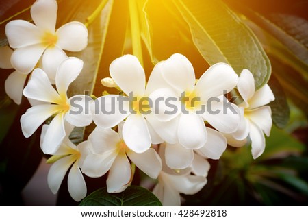 Plumeria or Frangipani tropical flower,blooming on tree, spa flower