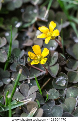 Szczawik zolty ( Oxalis stricta ) yellow woodsorrel sourgrass or pickle plant
