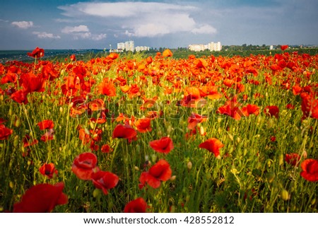 The huge field of red poppies flowers. Sun and clouds. 