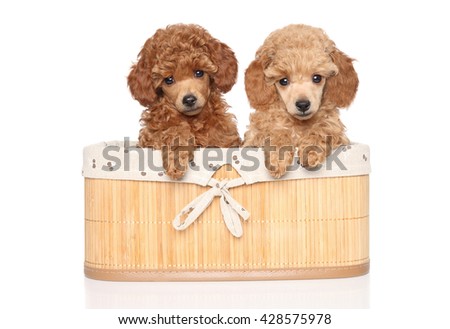 Toy poodle puppies in basket isolated on white background