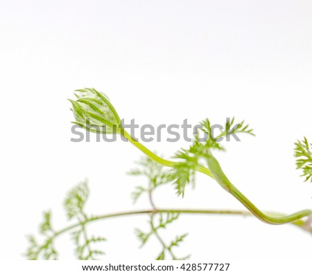 Picture of a Forest plant flowers, studio shot