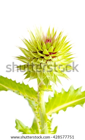 Picture of a Forest thorn plant on white background