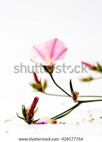 Picture of a Forest plant flowers, studio shot