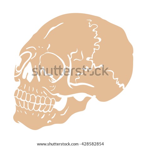 another skull cartoon illustration isolated on white