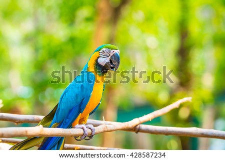Blue and Gold Macaw on the branch in Thailand