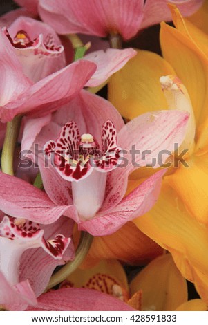 Pink and yellow cymbidium orchids in a bridal bouquet