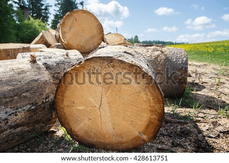 Logging in the village. Felled tree trunks in a pile. Logs are a bunch at the ranch. Background and texture of wood. 