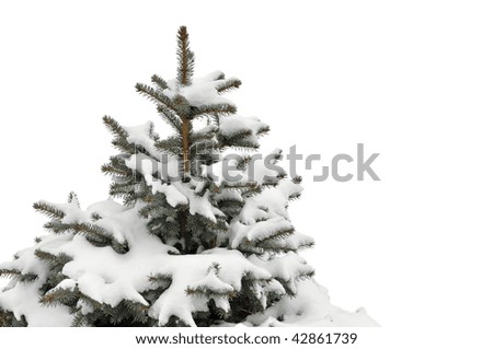 Pine tree covered with snow isolated on white background