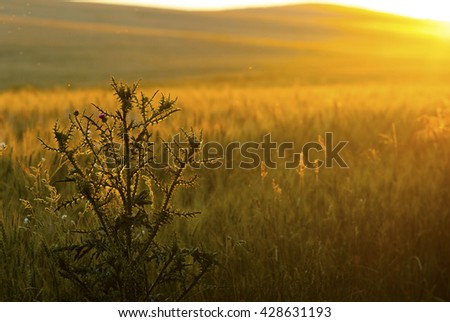 milk thistle on wheat field at sunset