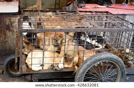 Dogs in cage awaiting slaughter on Tomohon Traditional Market. North Sulawesi. Indonesia Royalty-Free Stock Photo #428632081