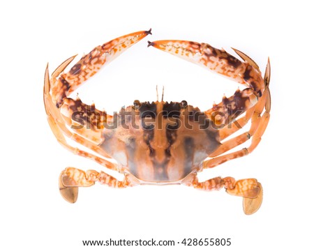 fresh crab isolated on white background