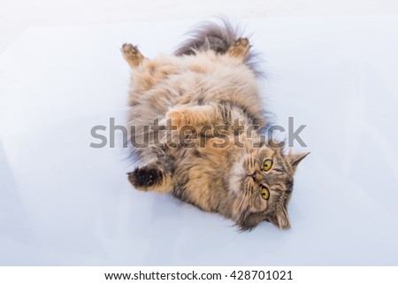 Close up of cute brown tabby persian cat lying on the ground.
