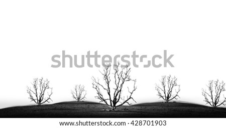 die tree isolate - concept picture of bad environment in black and white tone