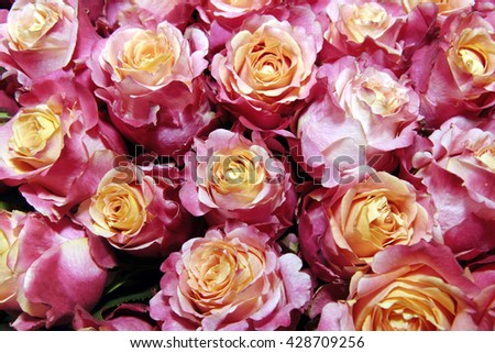 A large  bouquet of pink roses. Texture of rosebuds.