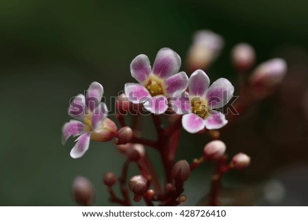 carambola flower