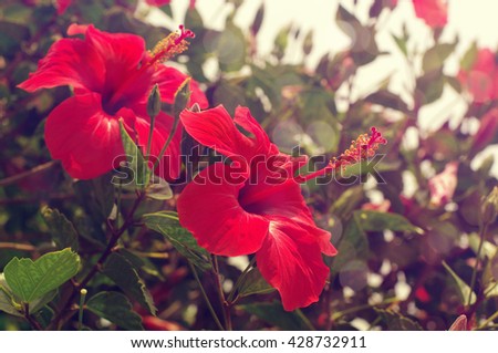 Flowers of a red hibiscus (chinese rose)