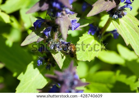 bee collects nectar from flowers