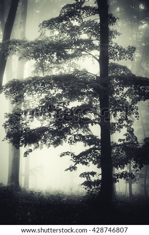 tree silhouette in misty forest