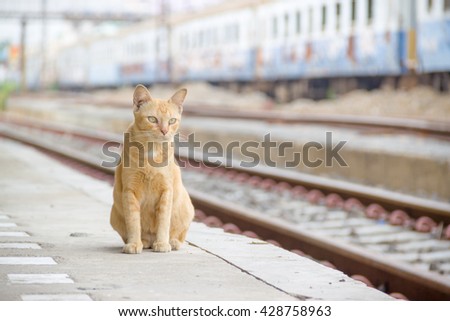 cat sit near the railway train, 