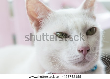 White Thai cat.