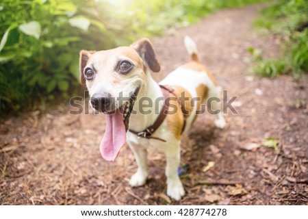 Dog standing on a dirt road. walk in the woods. coniferous and deciduous trees. pleasure grin happy small dog jack russell terrier