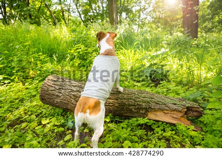Dog in grey tshirt witout print walking in the green summer park. scout cloth template. Smart hunter turned his back leaned against on a log. Empty space on back for your image 