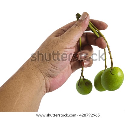 hand holding green mangoes fruit isolated on white background
