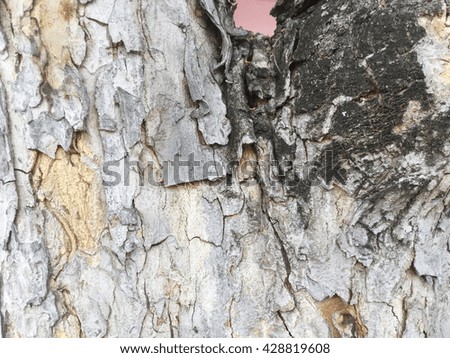 Natural engraved wing shape in bark of tree trunk